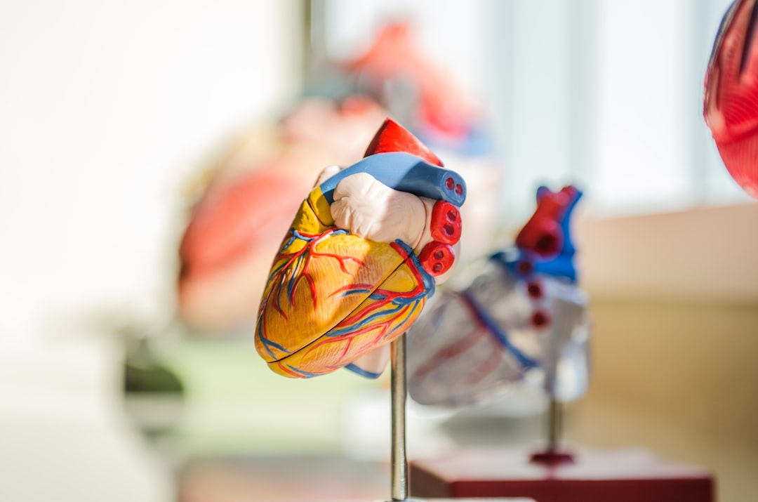 Anatomical heart model used to study cardiovascular blood flow for the HESI A2
