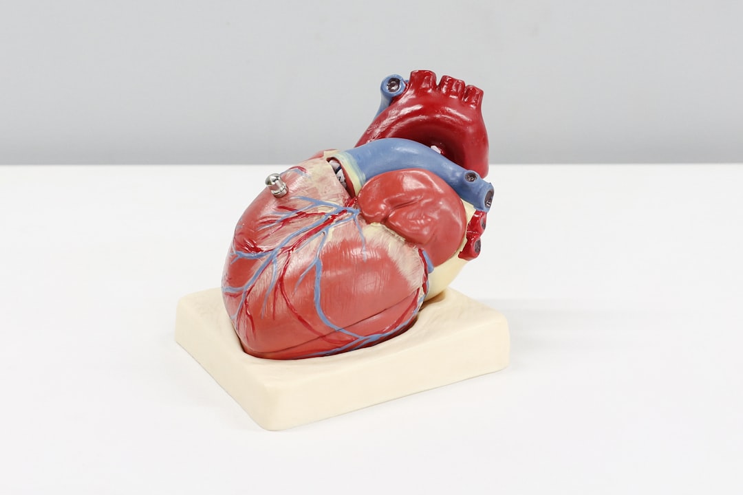 A pre-nursing student labeling the chambers and valves of a heart diagram for the TEAS anatomy and physiology questions