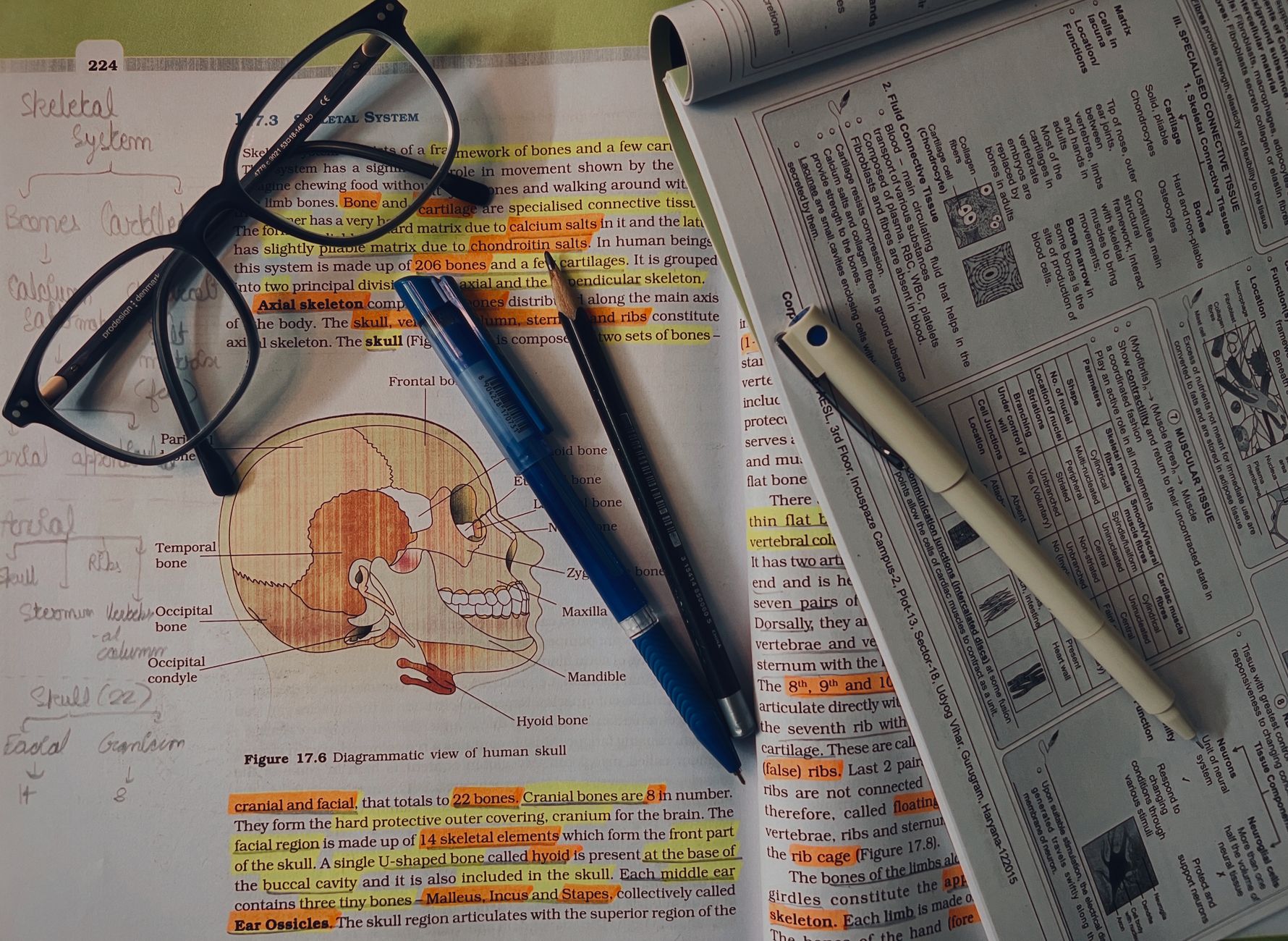 Pre-nursing student studying anatomy and physiology notes to prepare for the TEAS science section