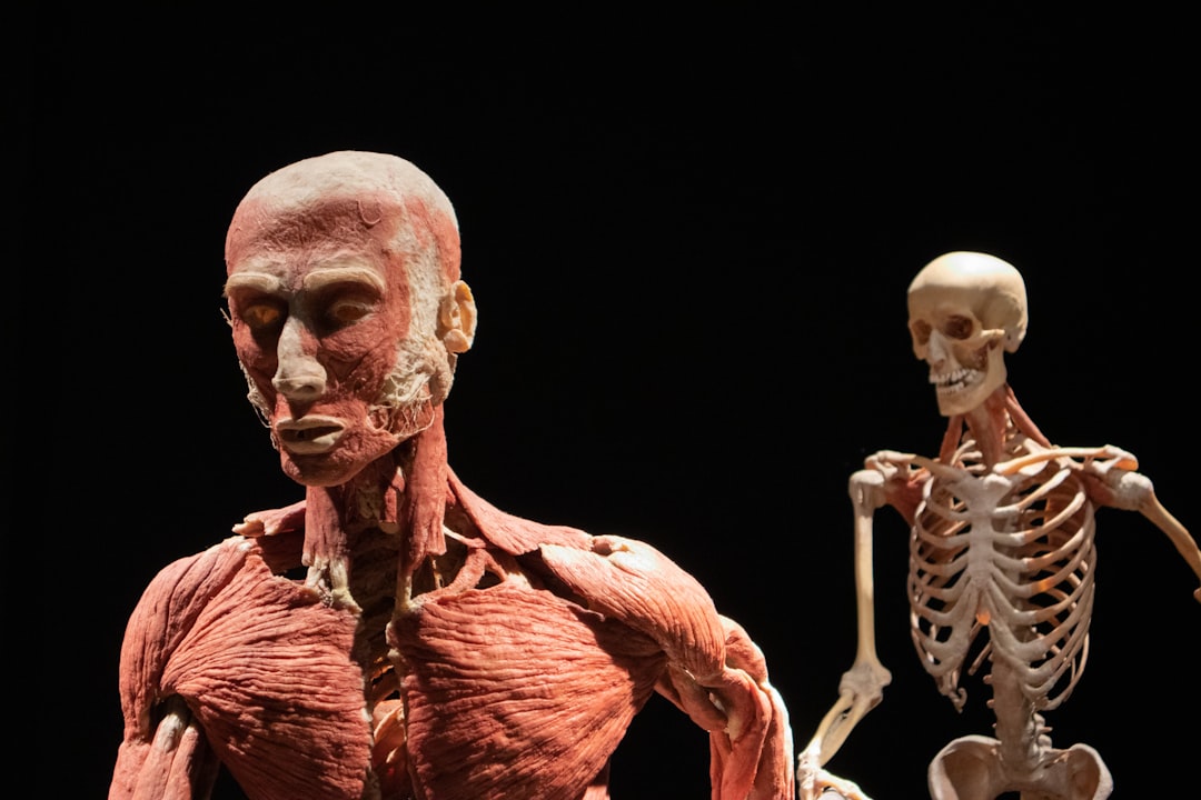Human heart anatomy model used to study the TEAS anatomy and physiology questions
